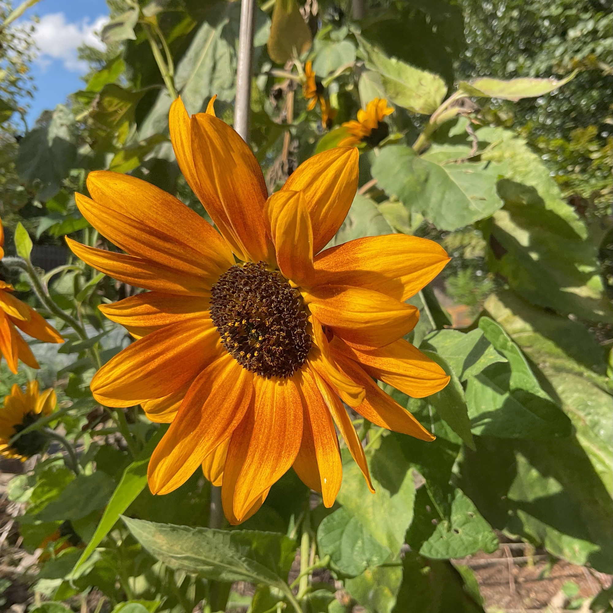 Sunflower at Cambridge University Botanic Garden